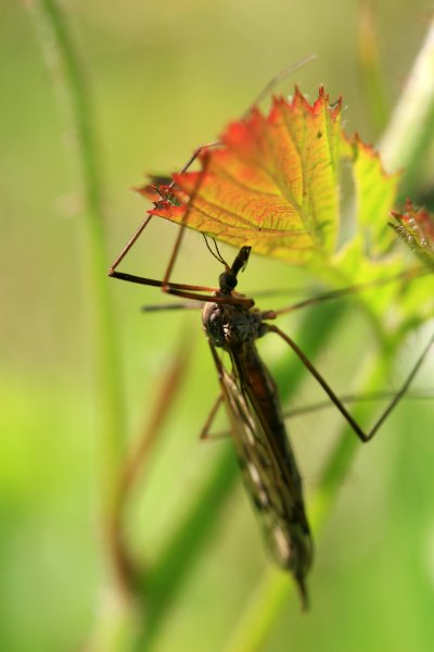 Protect yourself against malaria