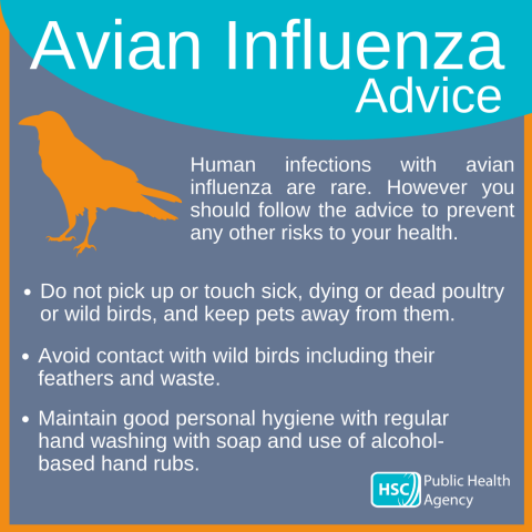 PHA advice after avian flu detected in wild birds | HSC Public Health ...