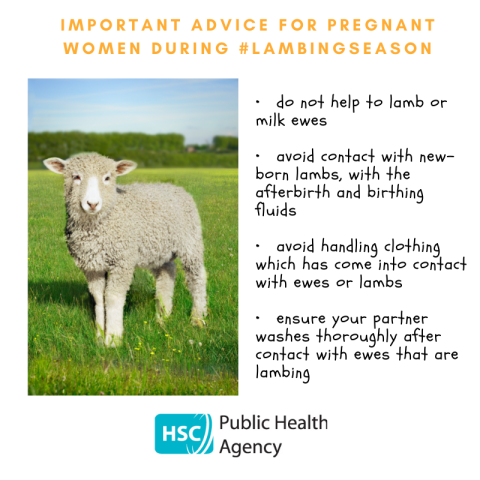 New lamb protection during wintertime explained