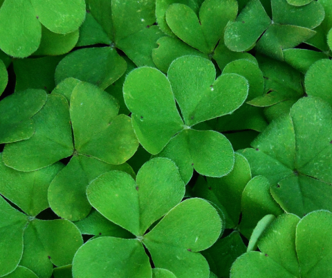 Photograph of Shamrocks for St Patrick's Day