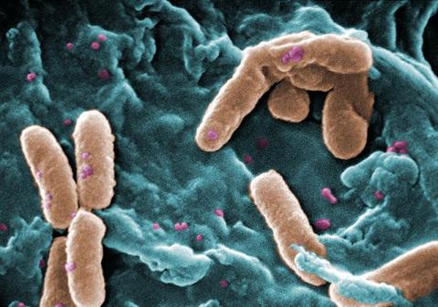 Pseudomonas update, 24 January 2012