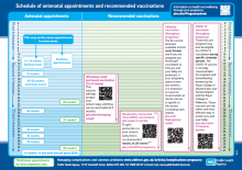 Image of schedule of vaccines in pregnancy flyer