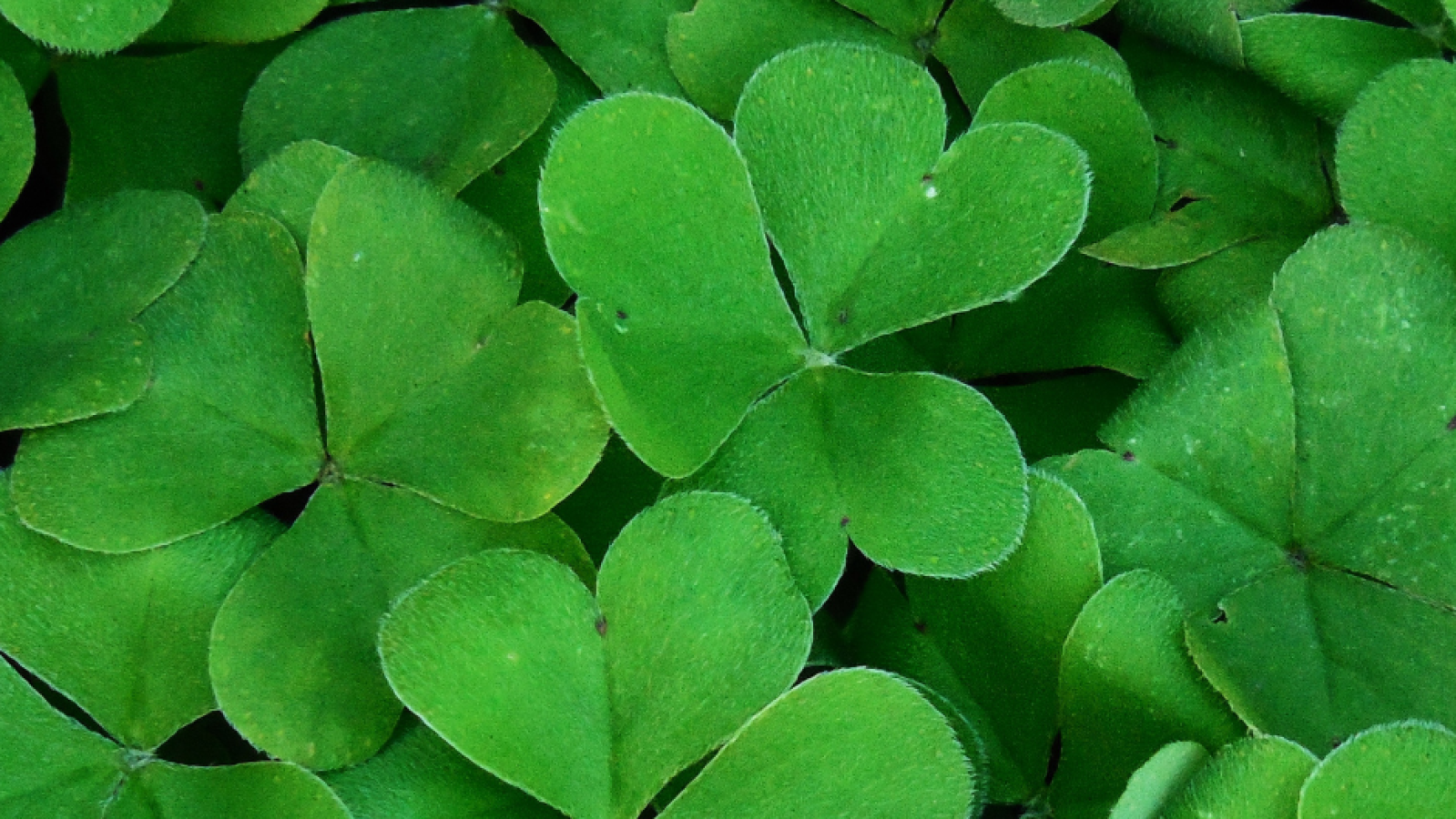 Photograph of Shamrocks for St Patrick's Day